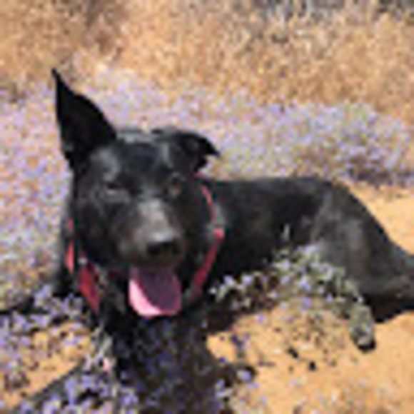 Meet your Posher, Yasmine - Picture 1 of 1